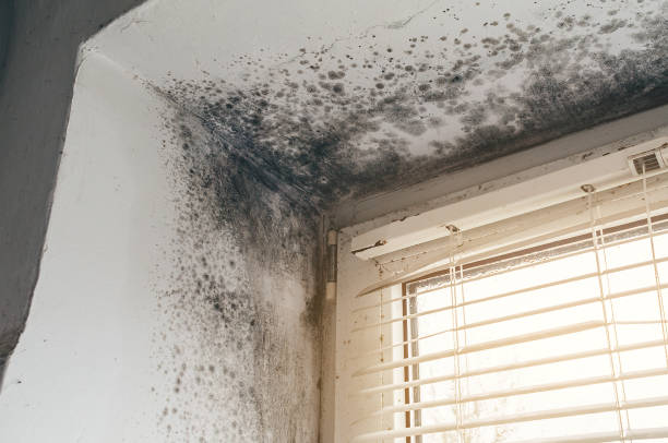Affordable Mold Removal solutions in Marshall, TX